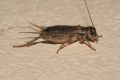 Eumodicogryllus&nbsp;bordigalensis